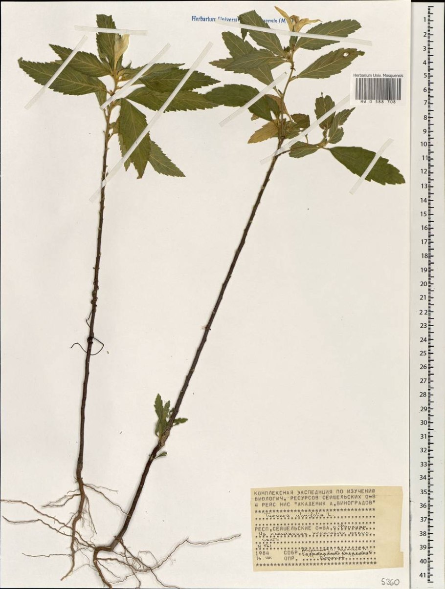 Амброзия трехраздельная гербарий