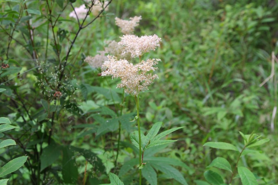 Таволга вязолистная