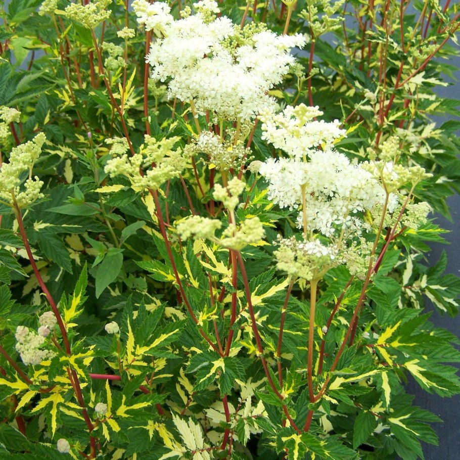 Лабазник вязолистный variegata