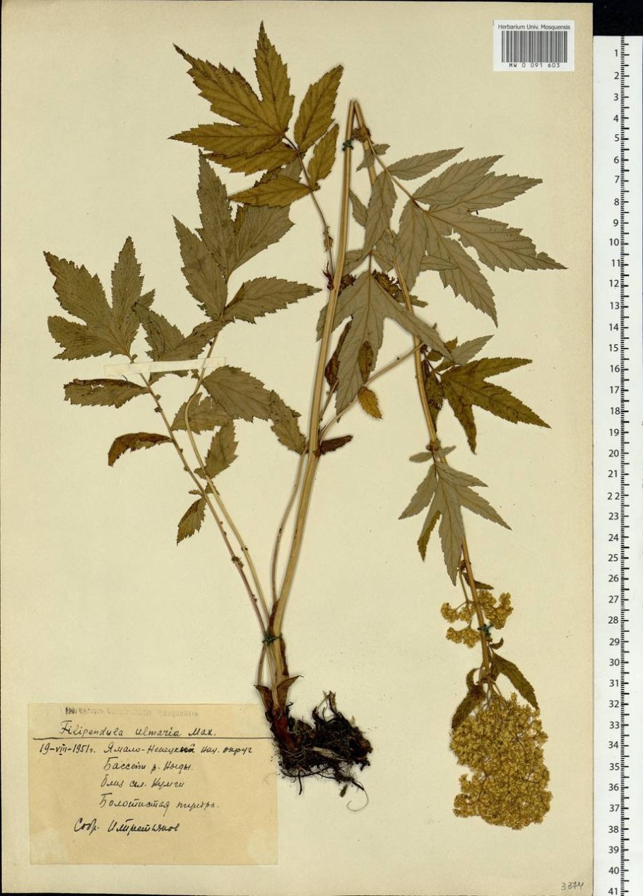 Таволга вязолистная