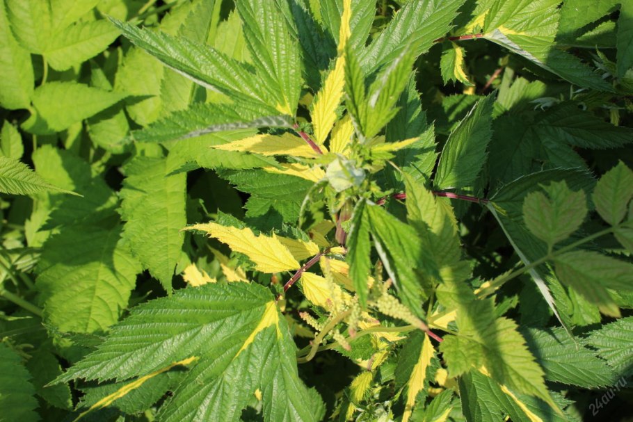 Лабазник вариегата