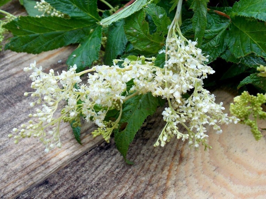 Лабазник вязолистный таволга