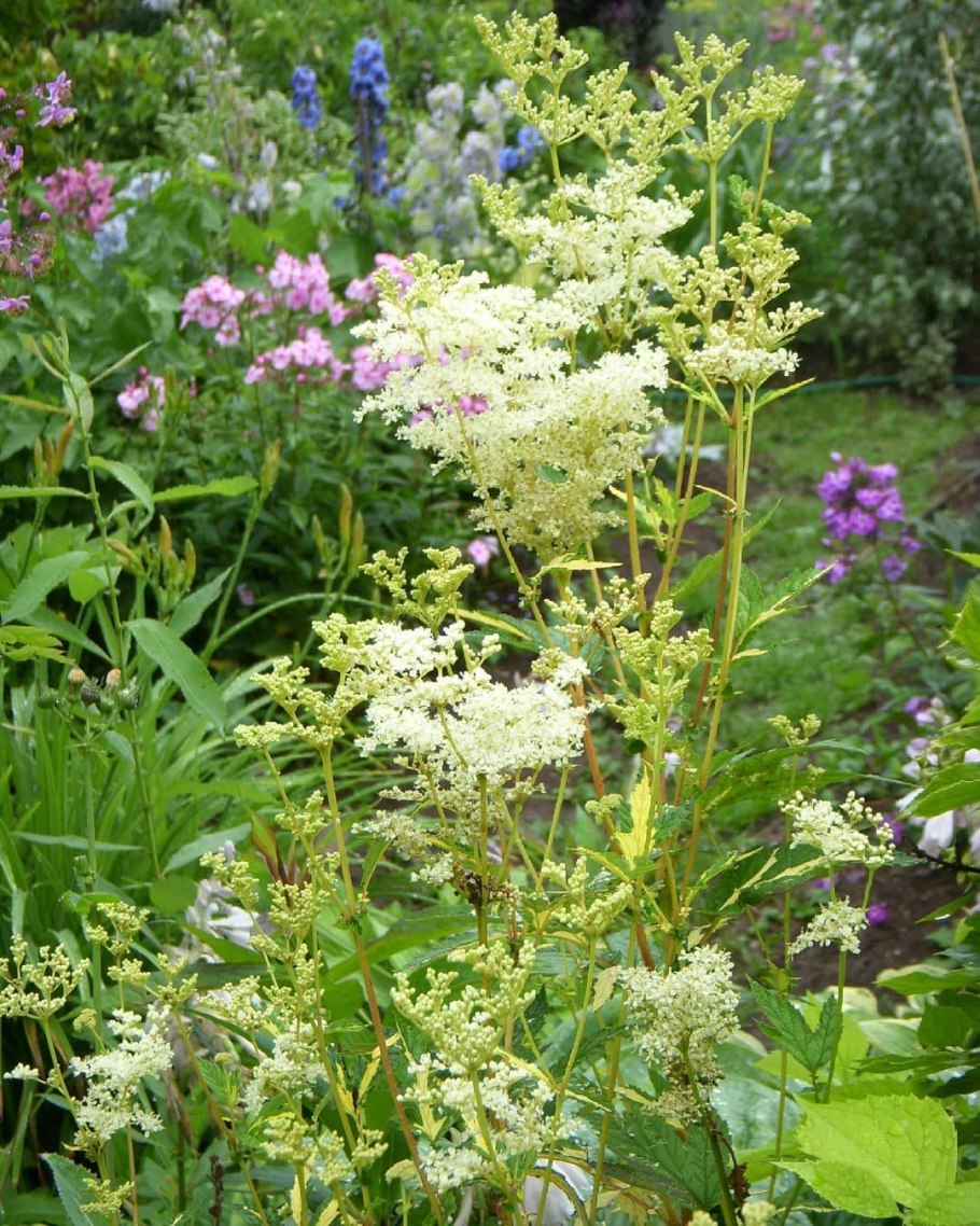 Лабазник вязолистный таволга