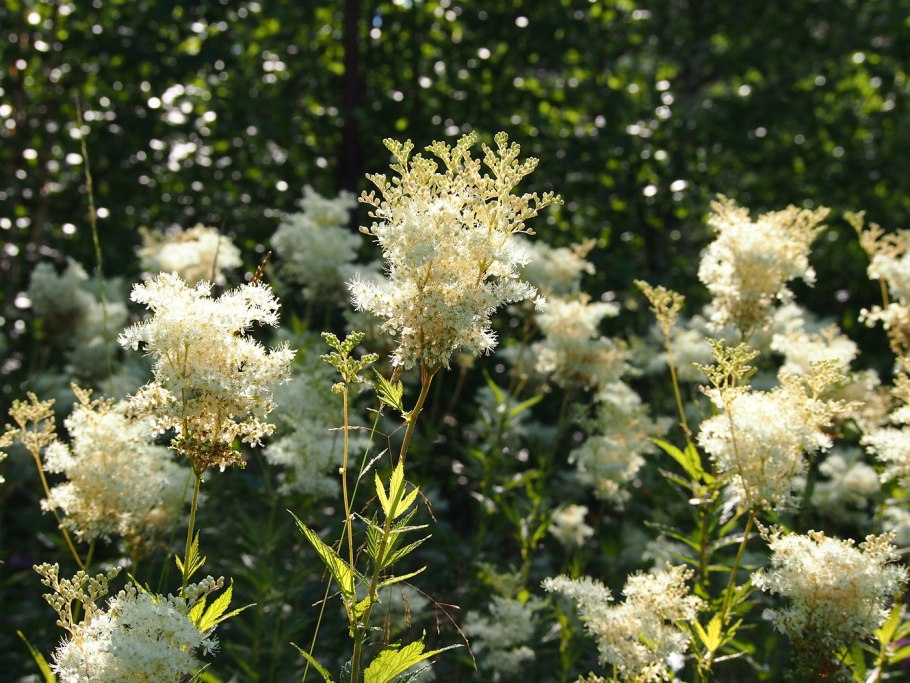 Лабазник вязолистный таволга