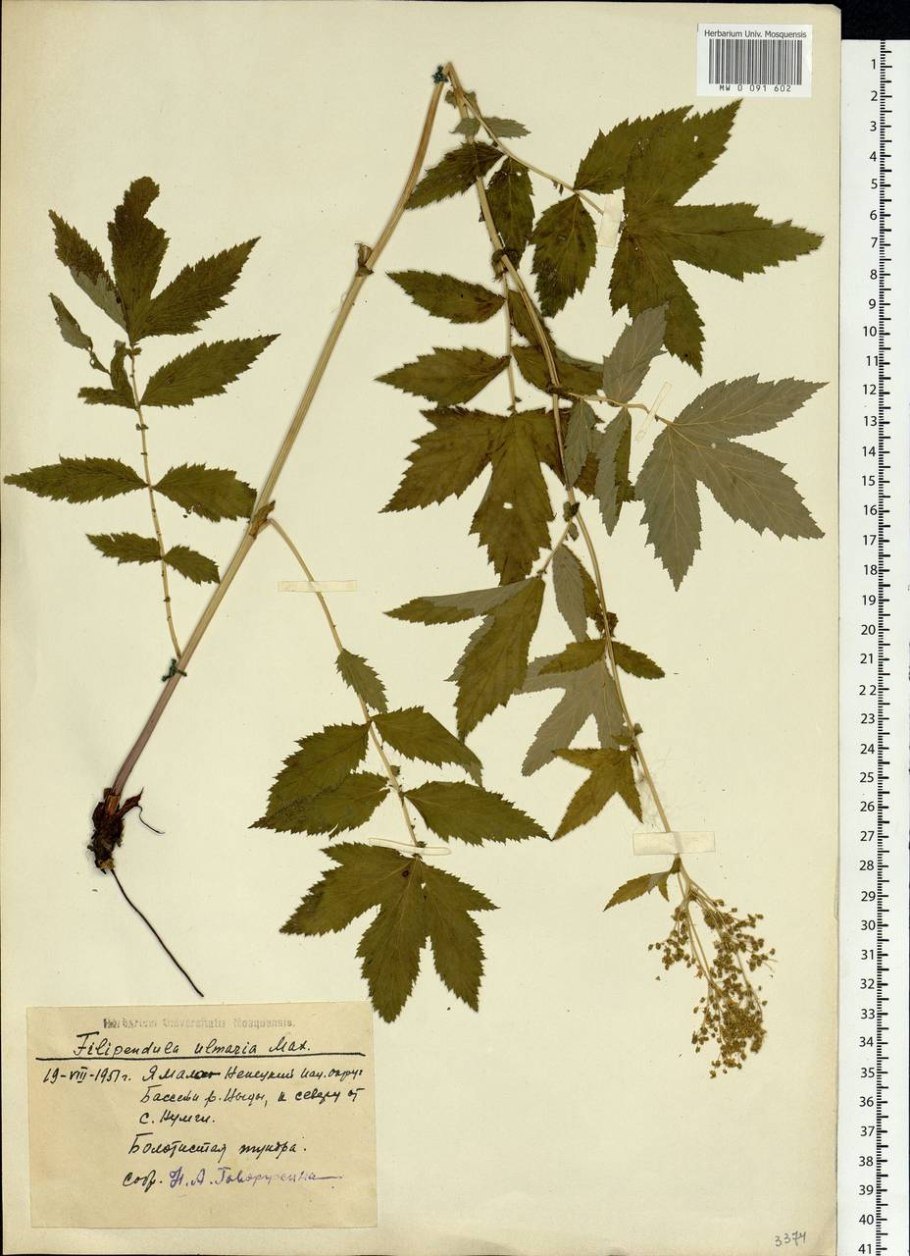 Таволга вязолистная