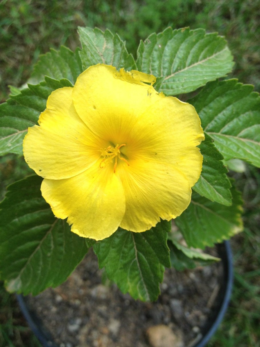 Дамиана растение