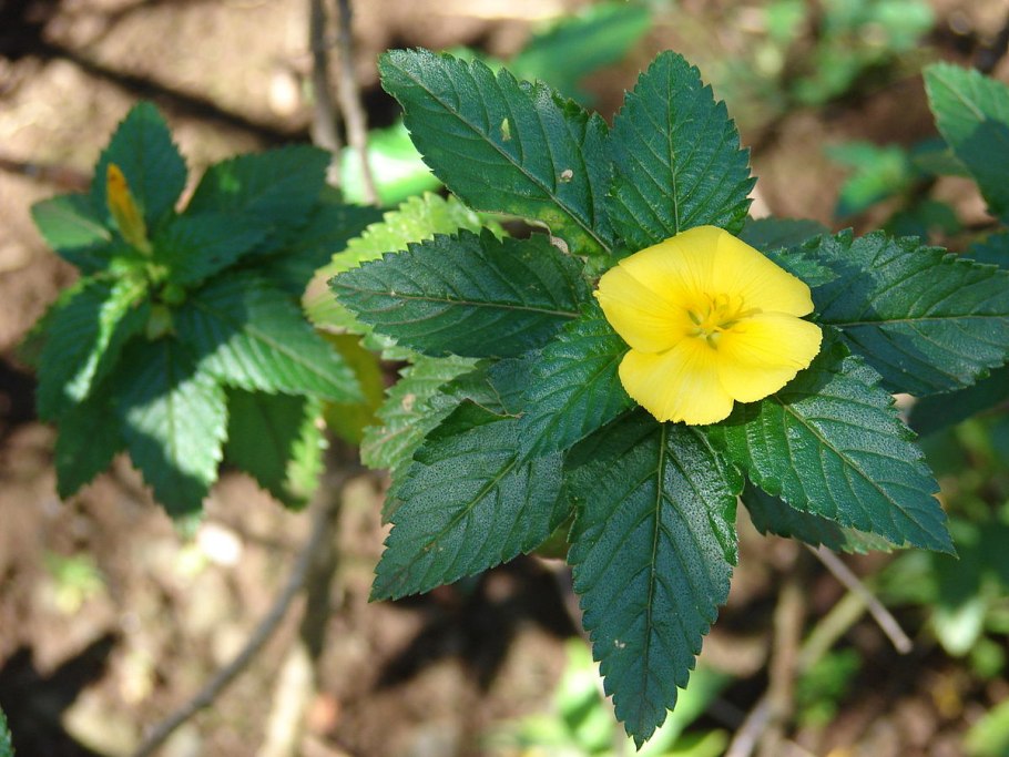 Тёрнера раскидистая