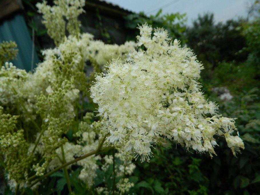 Лабазник вязолистный таволга трава