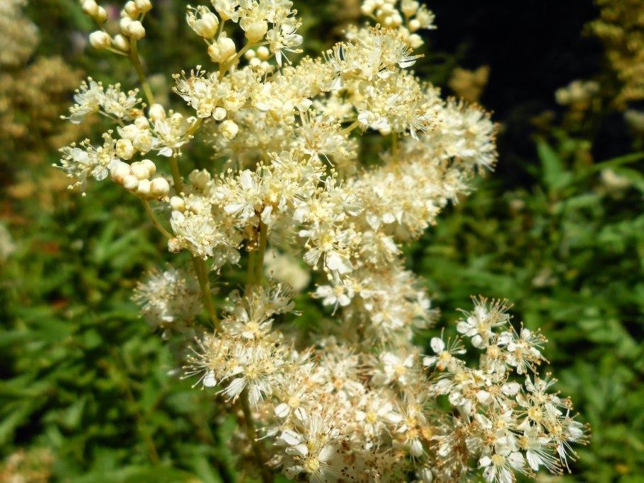 Лабазник вязолистный таволга медонос