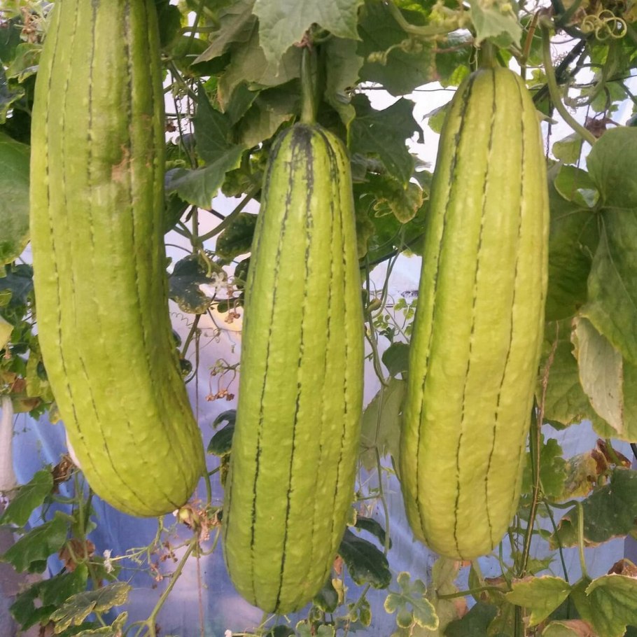 Рассада люффы фото