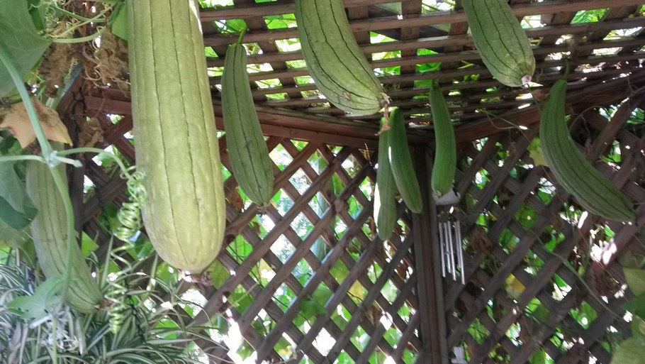 Люффа Мойдодыр