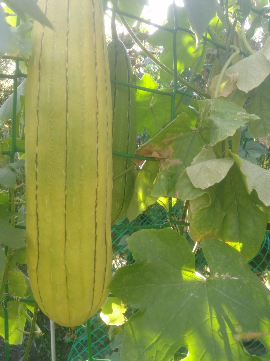 Тыква люффа