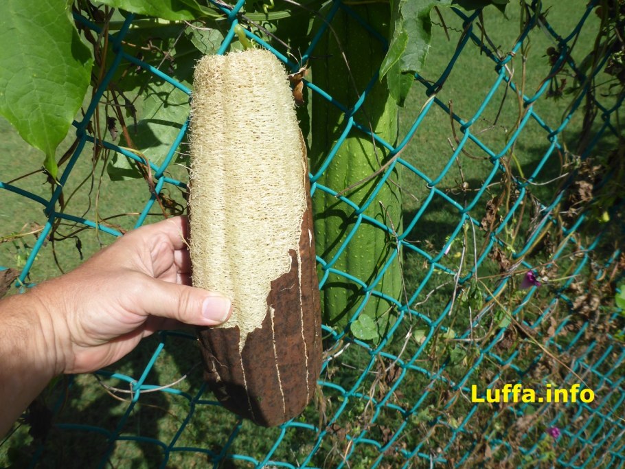 Ridge Gourd (Luffa acutangula)