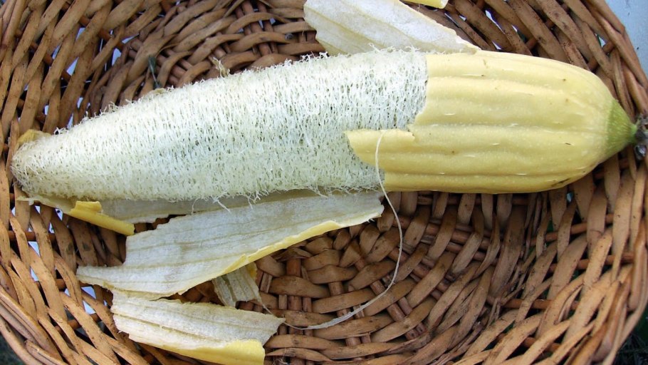 Люффа тыква мочальная