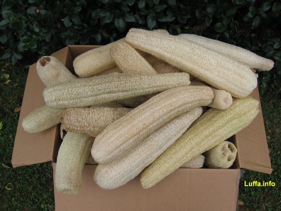 Люффа растение