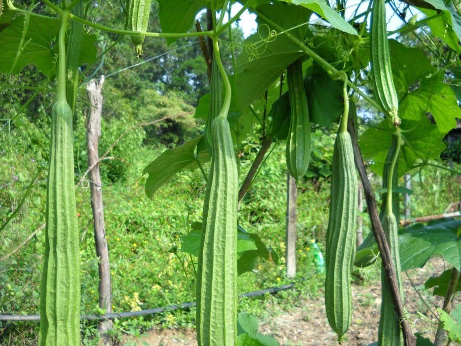 Трихозант змеевидный