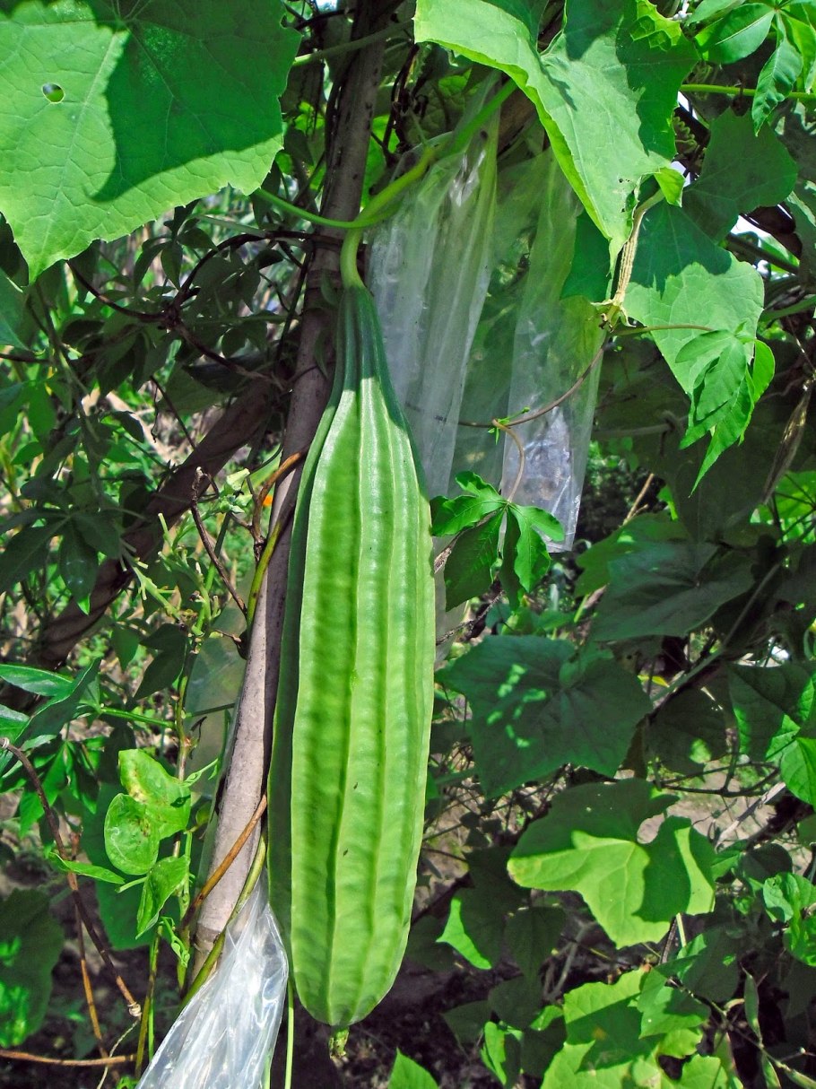 Люффа лиана