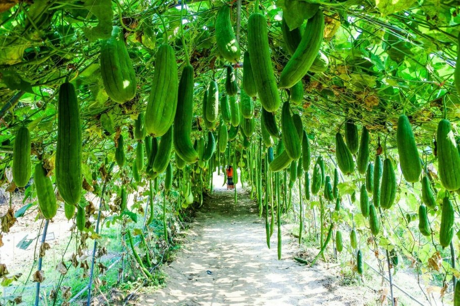 Люффа мочалка