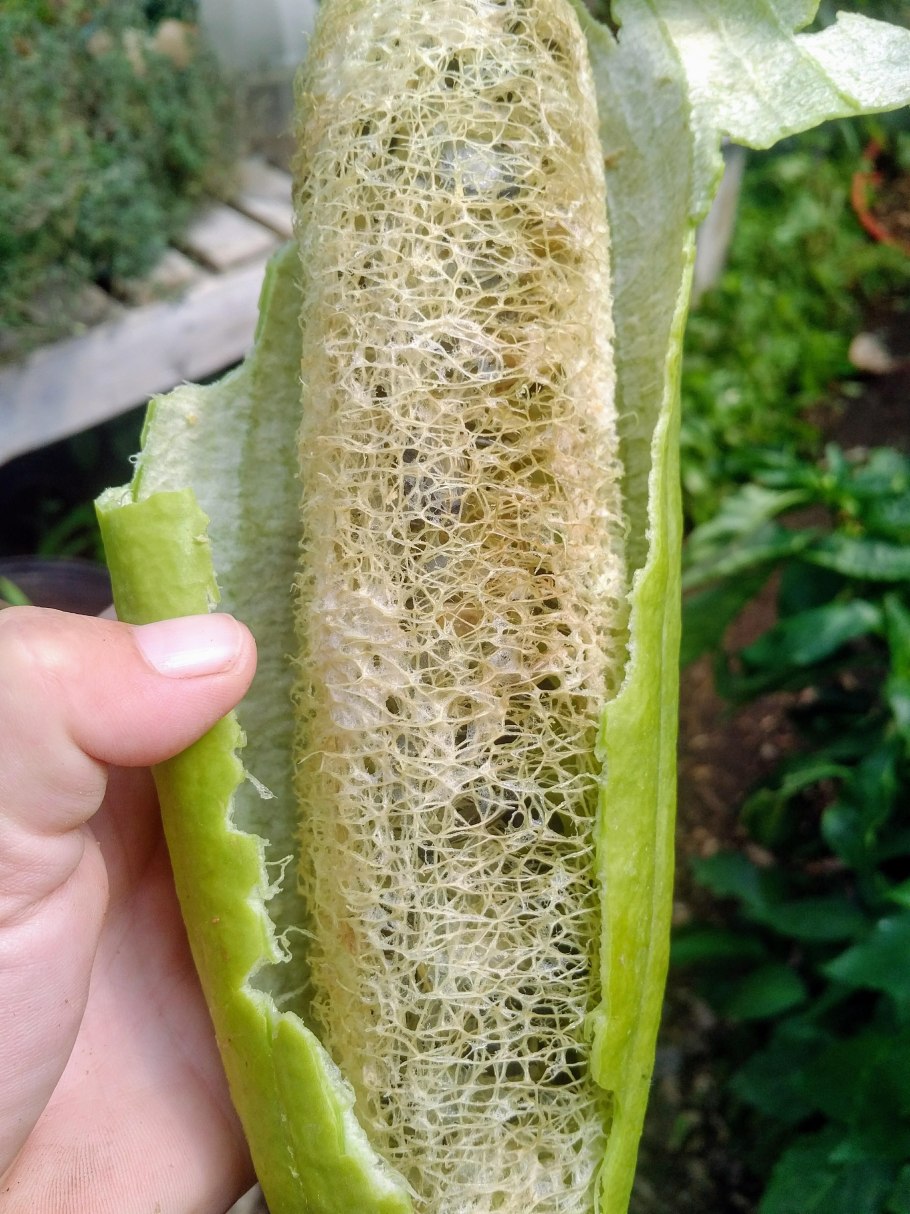 Люффа Египетская