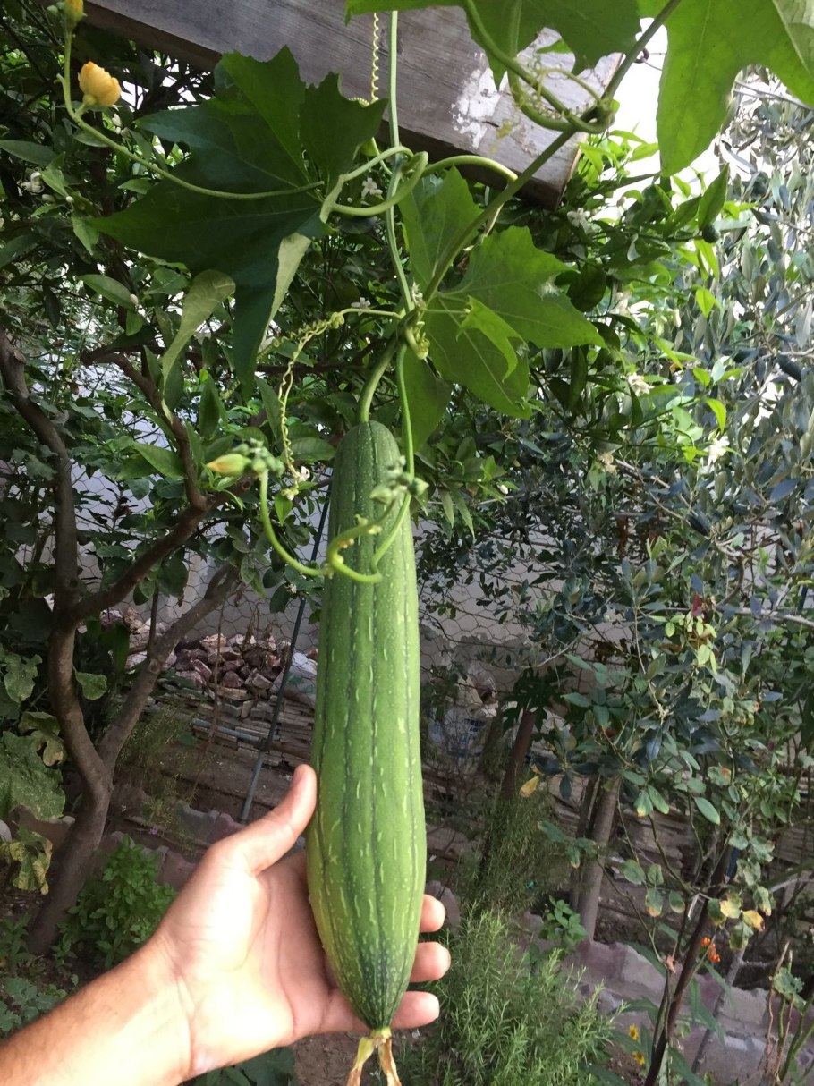 Бешеный огурец люффа