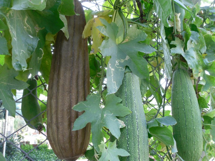 Люфа растение