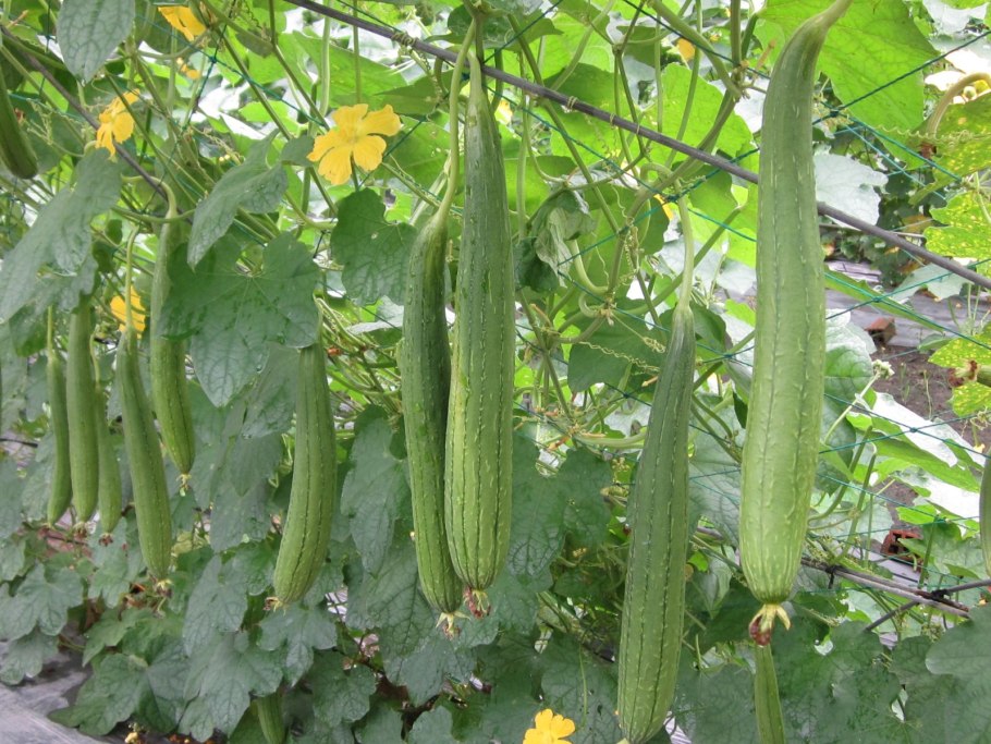 Люффа остроребристая цилиндрическая