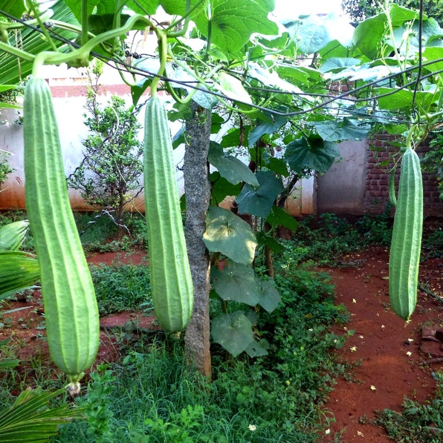 Люффа остроребристая цилиндрическая