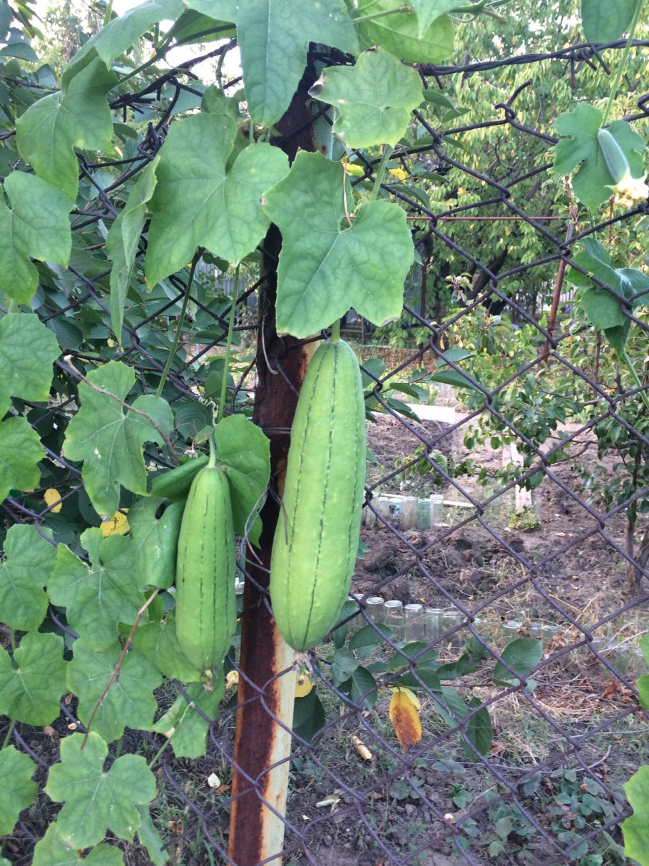 Люффа остроребристая цилиндрическая