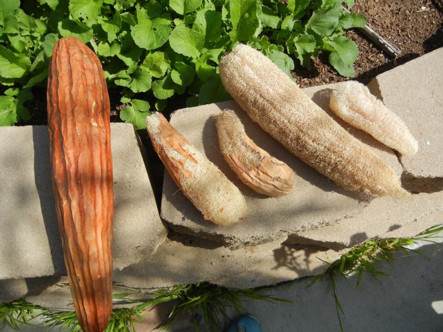 Люффа цилиндрическая