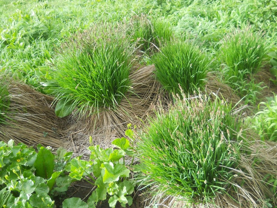 Щучка дернистая deschampsia cespitosa