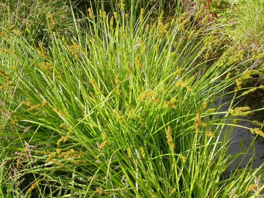 Осока острая (Carex acuta)