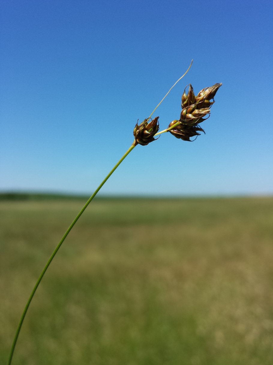 Трава Carex divisa
