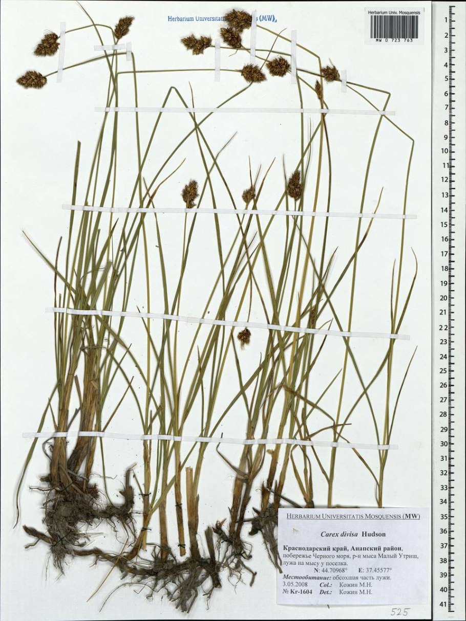 Carex spicata