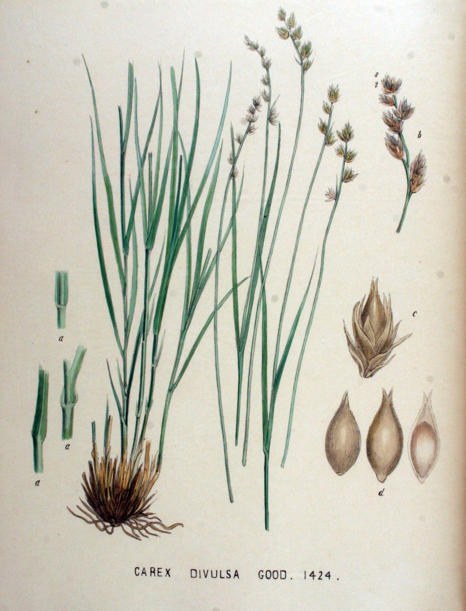 Carex divulsa