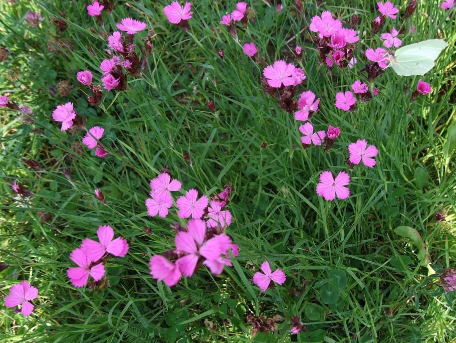 Гвоздика Борбаша