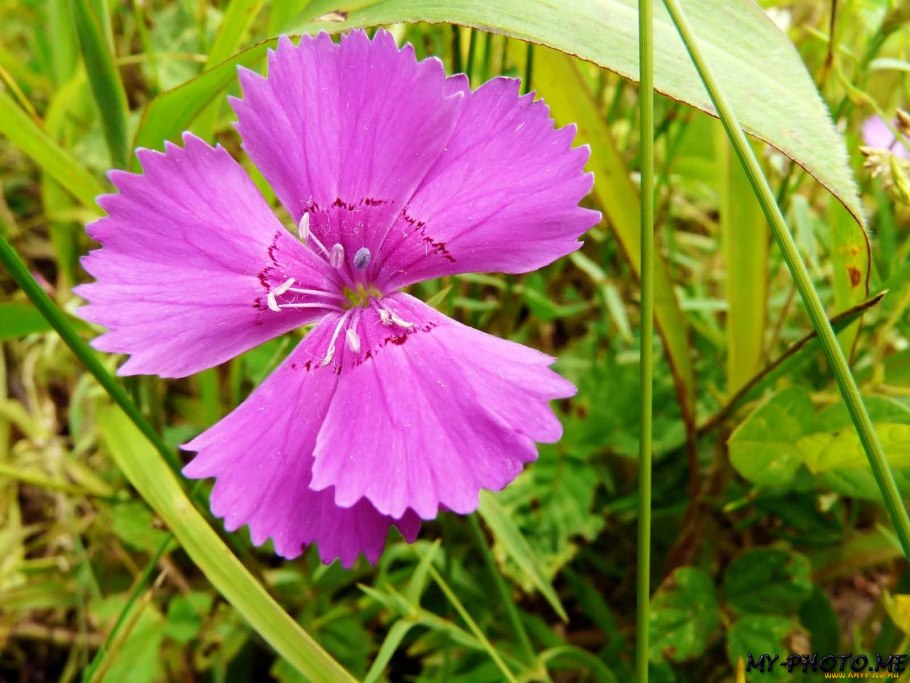 Гвоздика Полевая