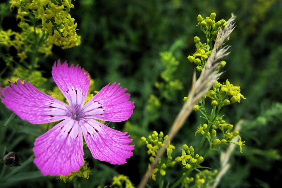 Dianthus Campestris