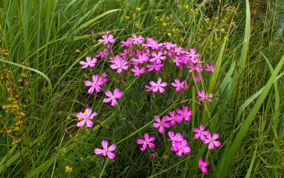 Гвоздика Павлинья пурпурно-красная