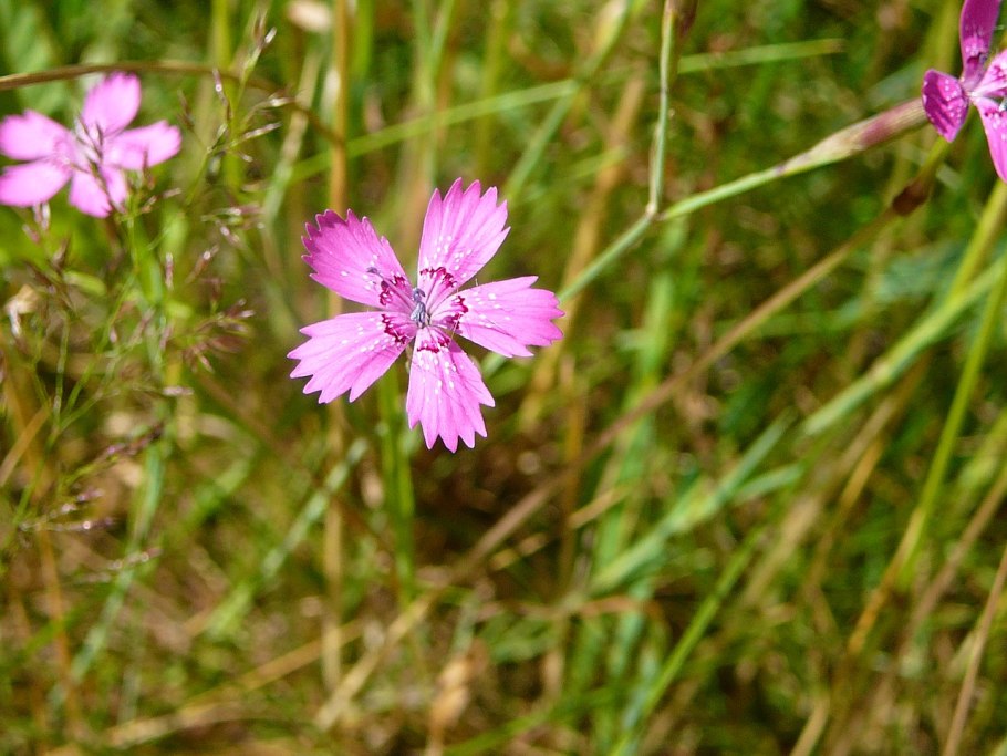 Гвоздика травянка Лесная