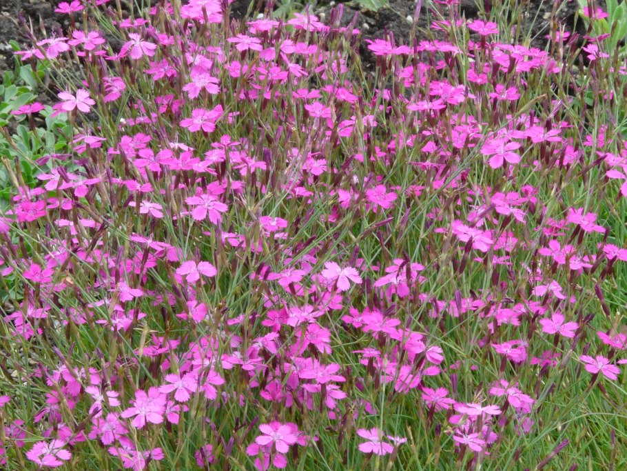 Гвоздика травянка dianthus deltoides