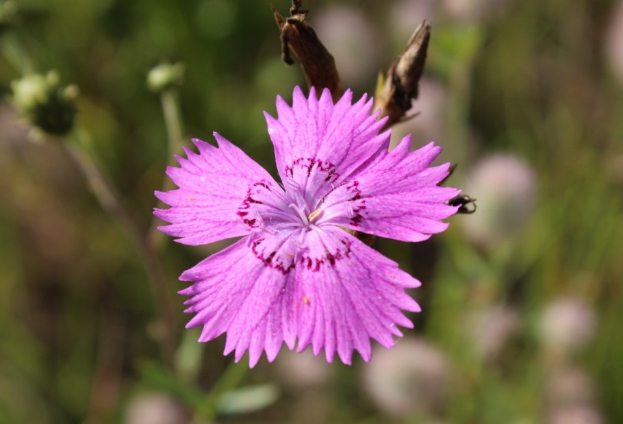 Dianthus campestris