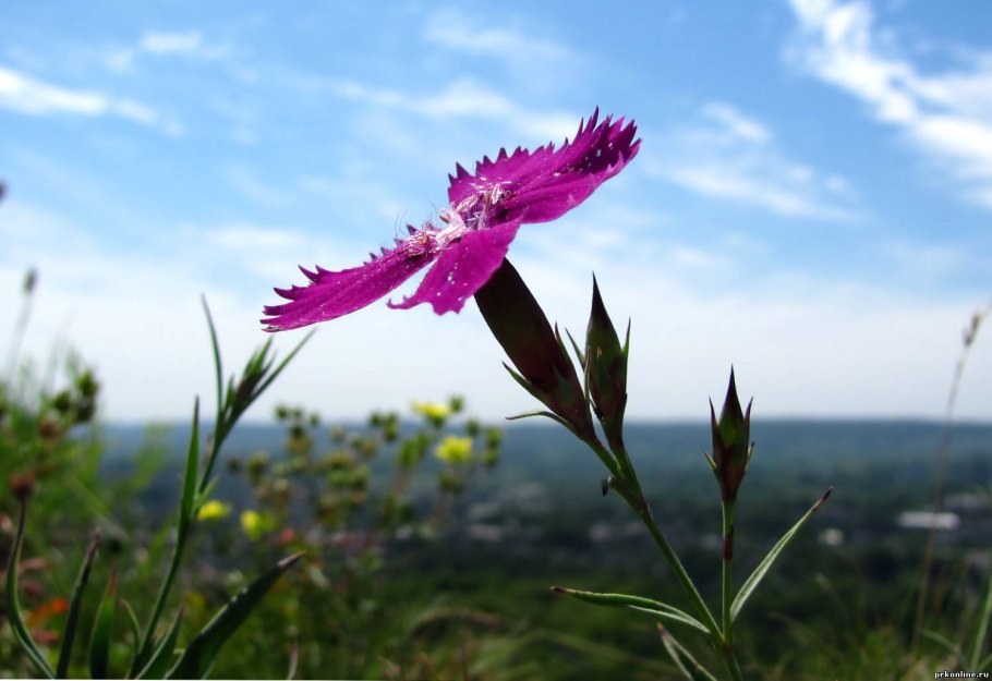 Луговые цветы Полевая гвоздика