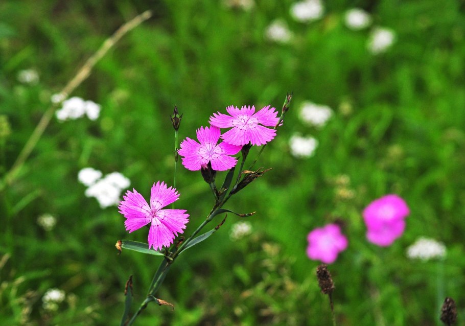 Dianthus versicolor - гвоздика полевая