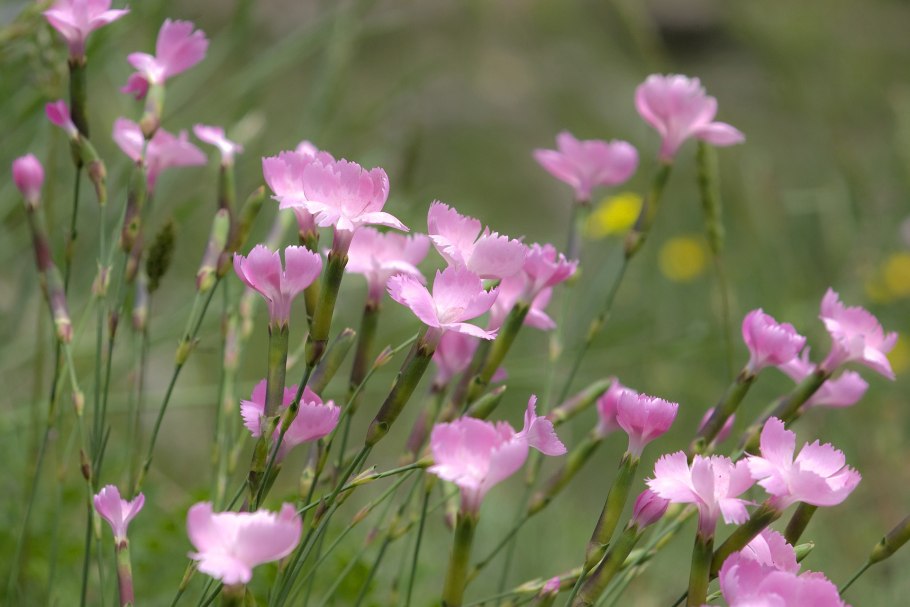 Гвоздика сосноволистная (Dianthus pinifolius)