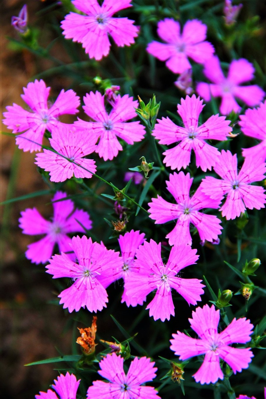Гвоздика блестящая — Dianthus nitidus