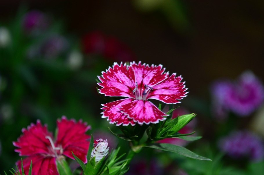 Dianthus chinensis гвоздика китайская