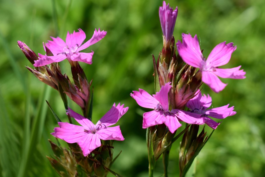 Гвоздика Полевая