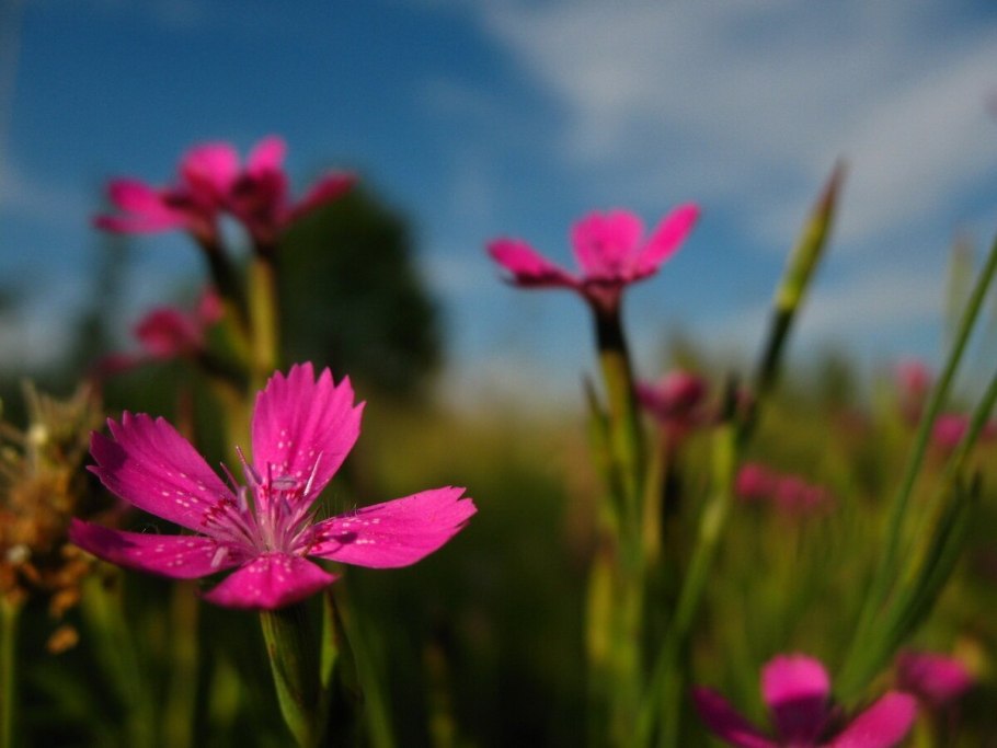 Гвоздика Полевая