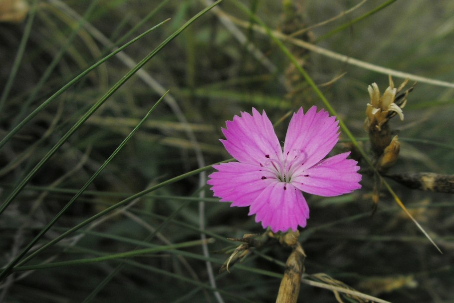 Гвоздика Чиба Полевая