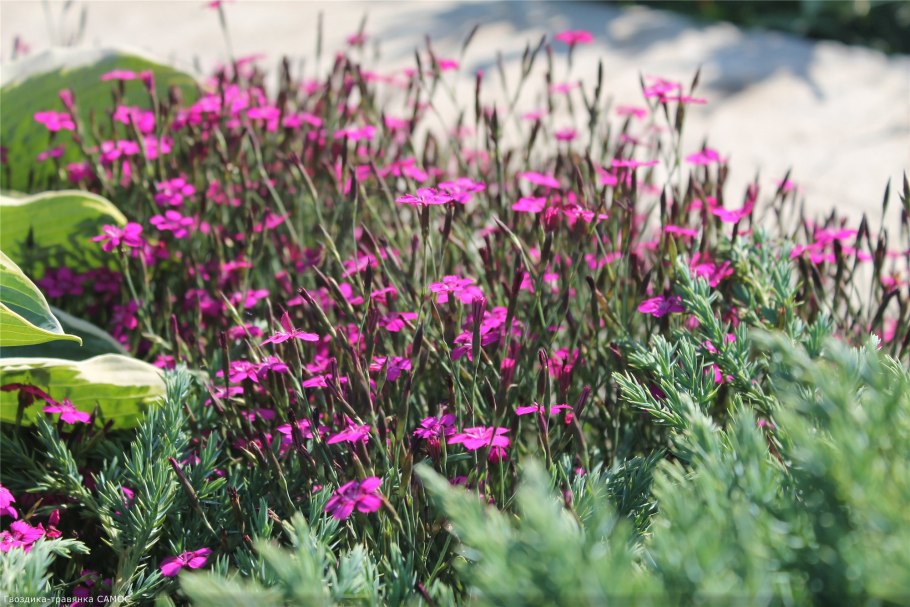 Гвоздика травянка альпийская